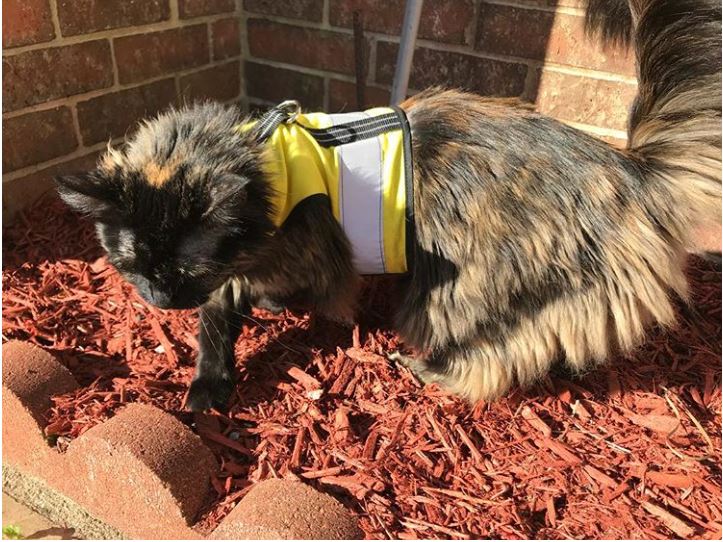 Kitty Holster Custom Cat Harness (Reflective Safety Vest) Sunshine Yellow Extra Small