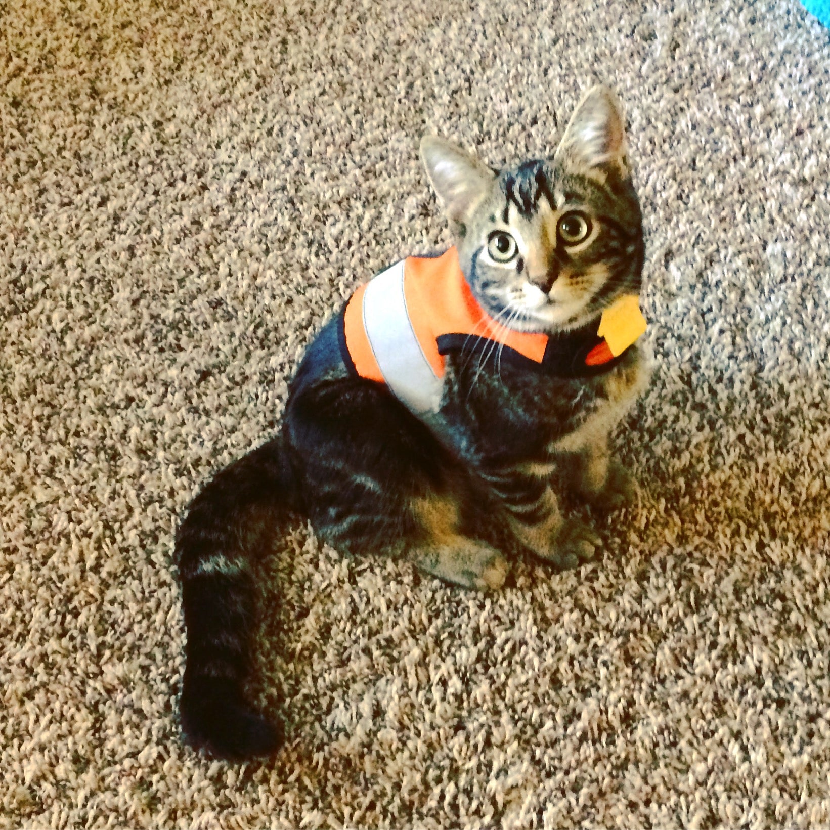 Kitty Holster Custom Cat Harness (Reflective Safety Vest)