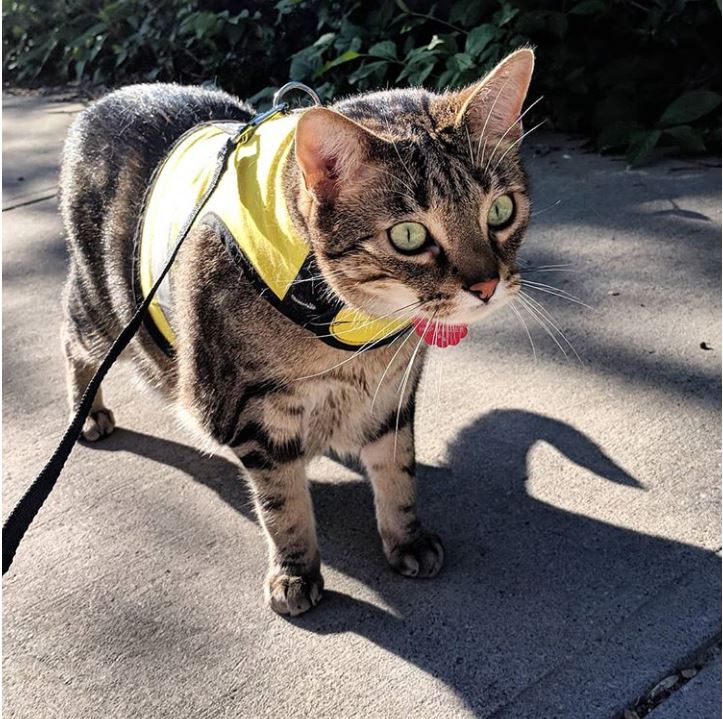 Kitty Holster Custom Cat Harness (Reflective Safety Vest)