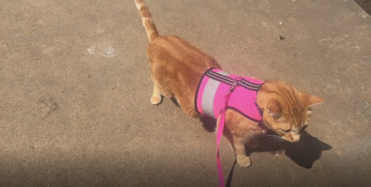 Kitty Holster Custom Cat Harness (Reflective Safety Vest)