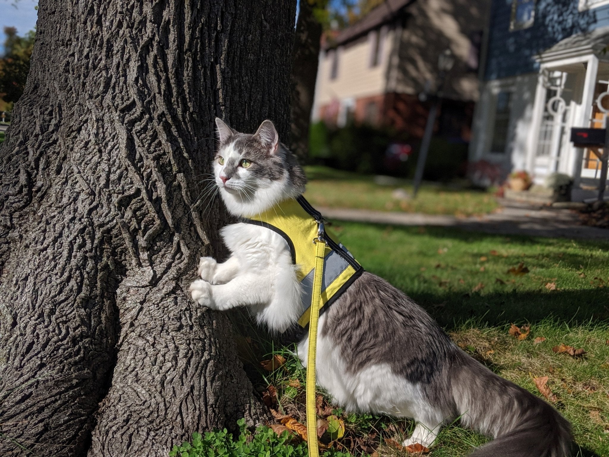 Kitty Holster Custom Cat Harness (Reflective Safety Vest) Sunshine Yellow Medium Large