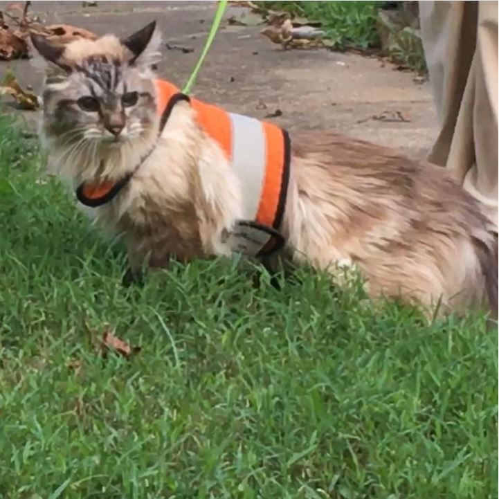 Kitty Holster Custom Cat Harness (Reflective Safety Vest) Outrageous Orange Small Medium