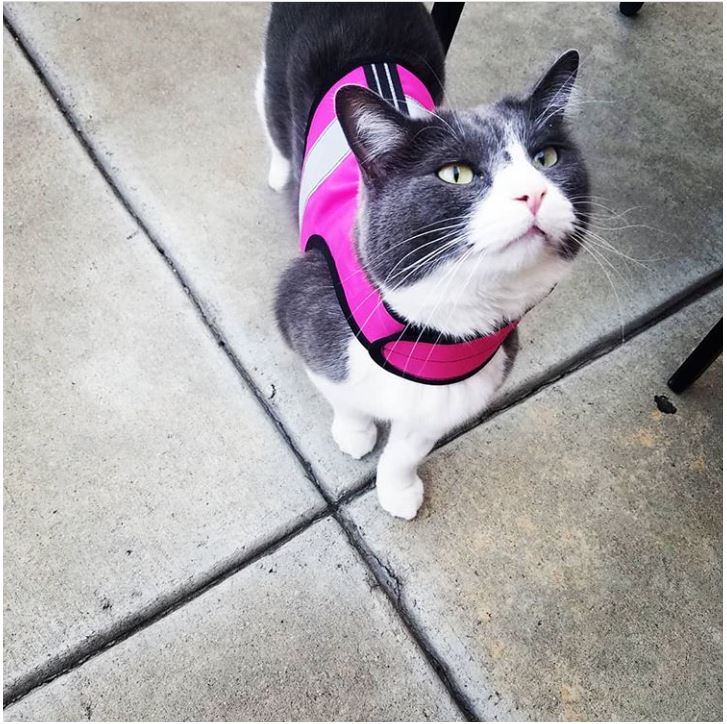 Kitty Holster Custom Cat Harness (Reflective Safety Vest) Flamingo Pink Extra Small