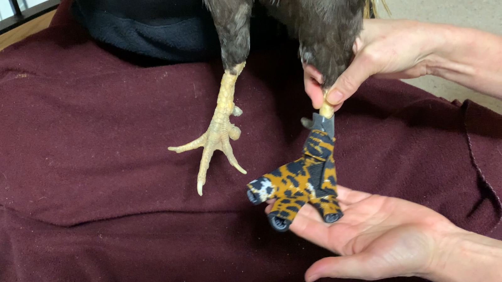 Custom-made Birdy Bootie (chicken shoes and duck booties for bumblefoot)