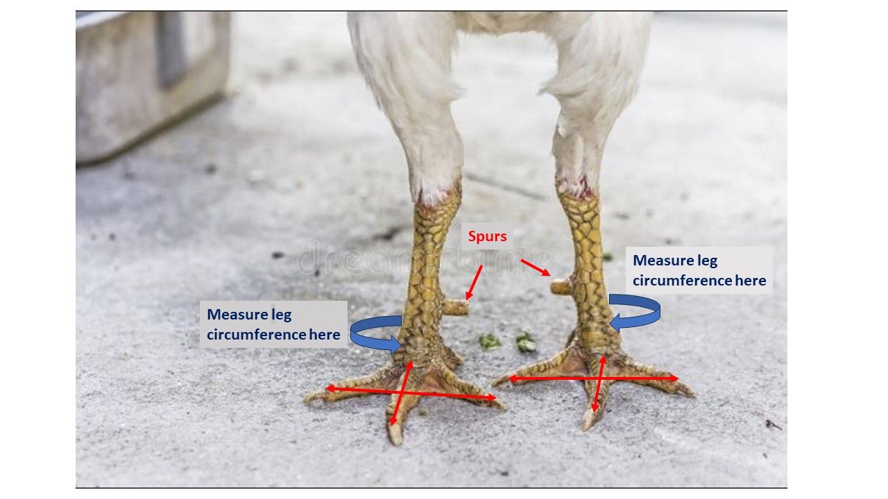 Custom-made Birdy Bootie (chicken shoes and duck booties for bumblefoot)