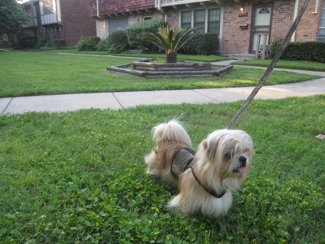 Doggy Holster Small Dog Harness (Made in USA)