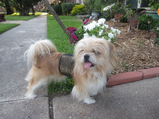 Doggy Holster Small Dog Harness (Made in USA)