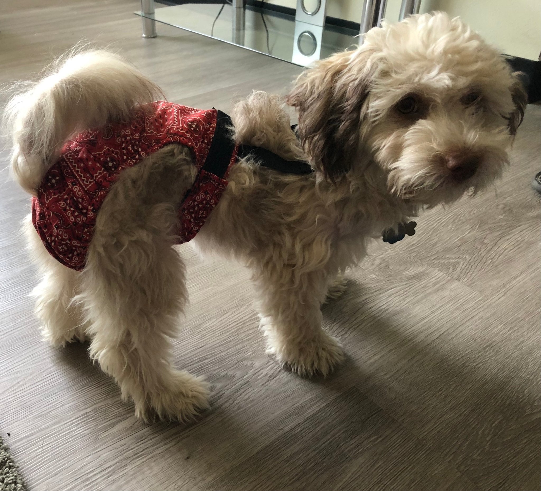 HaPeePants diaper for small dogs Red Bandana
