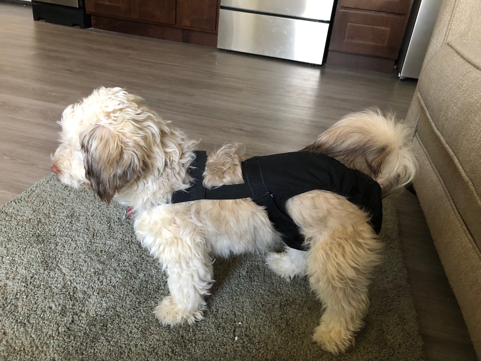 HaPeePants diaper for small dogs Solid Black