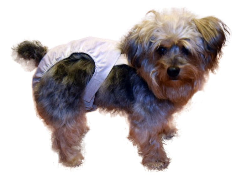 HaPeePants diaper for small dogs