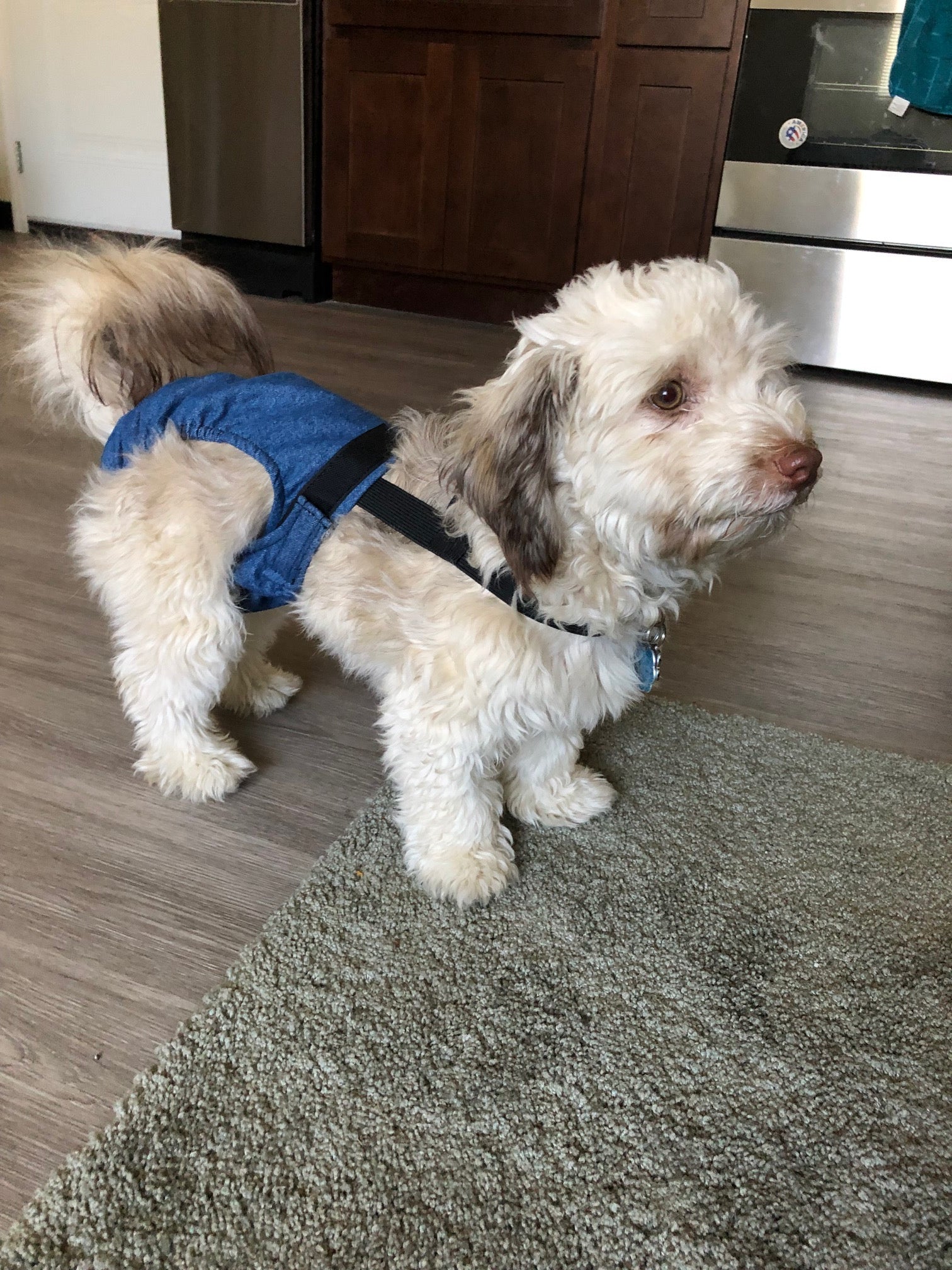 Dog diaper for small breeds: Cute dog wearing denim HaPeePants for incontinence. Comfortable & leak-proof! #dogdiaper #smalldog #petcare
