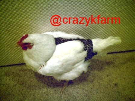 Chicken Wearing a Bird Diaper Harness from Crazy K Farm. White Hen with a Black Protective Poultry Diaper. #ChickenDiaper #BirdHarness