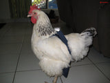Hen Holster Bird Diaper/Harness with Permanent (Sewn-in) Liner