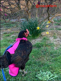 A chicken wearing a pink vest in the grass is also wearing a Hen Holster Bird Diaper/Harness with Permanent Liner.