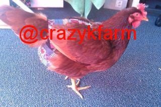 Hen Holster Chicken Diaper Harness with Permanent Sewn-in Liner (Duck Diaper, Goose Diaper, Parrot Diaper)