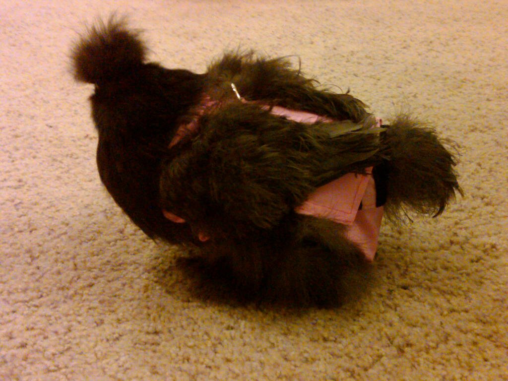 Hen Holster Bird Diaper/Harness (chicken diaper, duck diaper, pigeon diaper with Removable Vinyl Liner)