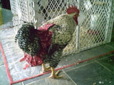 Hen Holster Bird Diaper/Harness (Hand-Made in USA) with Removable Vinyl Liner
