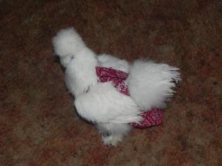 Hen Holster Bird Diaper/Harness (chicken diaper, duck diaper, pigeon diaper with Removable Vinyl Liner)