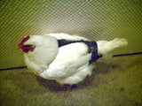 Hen Holster Bird Diaper/Harness (Hand-Made in USA) with Removable Vinyl Liner