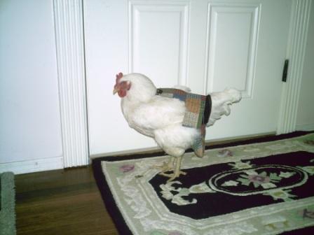 Hen Holster Bird Diaper/Harness (chicken diaper, duck diaper, pigeon diaper with Removable Vinyl Liner)