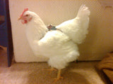 Hen Holster Bird Diaper/Harness (Hand-Made in USA) with Removable Vinyl Liner