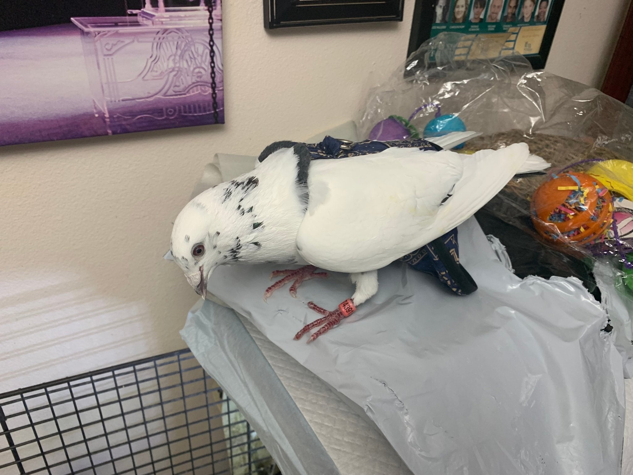 Hen Holster Bird Diaper/Harness (chicken diaper, duck diaper, pigeon diaper with Removable Vinyl Liner)