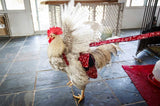 Hen Holster Bird Diaper/Harness (Hand-Made in USA) with Removable Vinyl Liner
