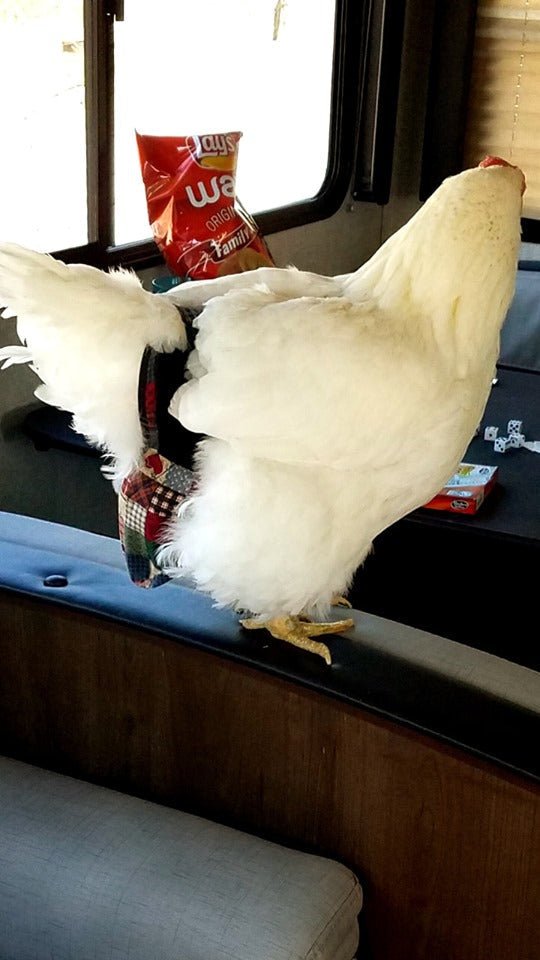 Hen Holster Bird Diaper/Harness (chicken diaper, duck diaper, pigeon diaper with Removable Vinyl Liner)