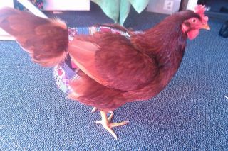 Hen Holster Bird Diaper/Harness (chicken diaper, duck diaper, pigeon diaper with Removable Vinyl Liner)