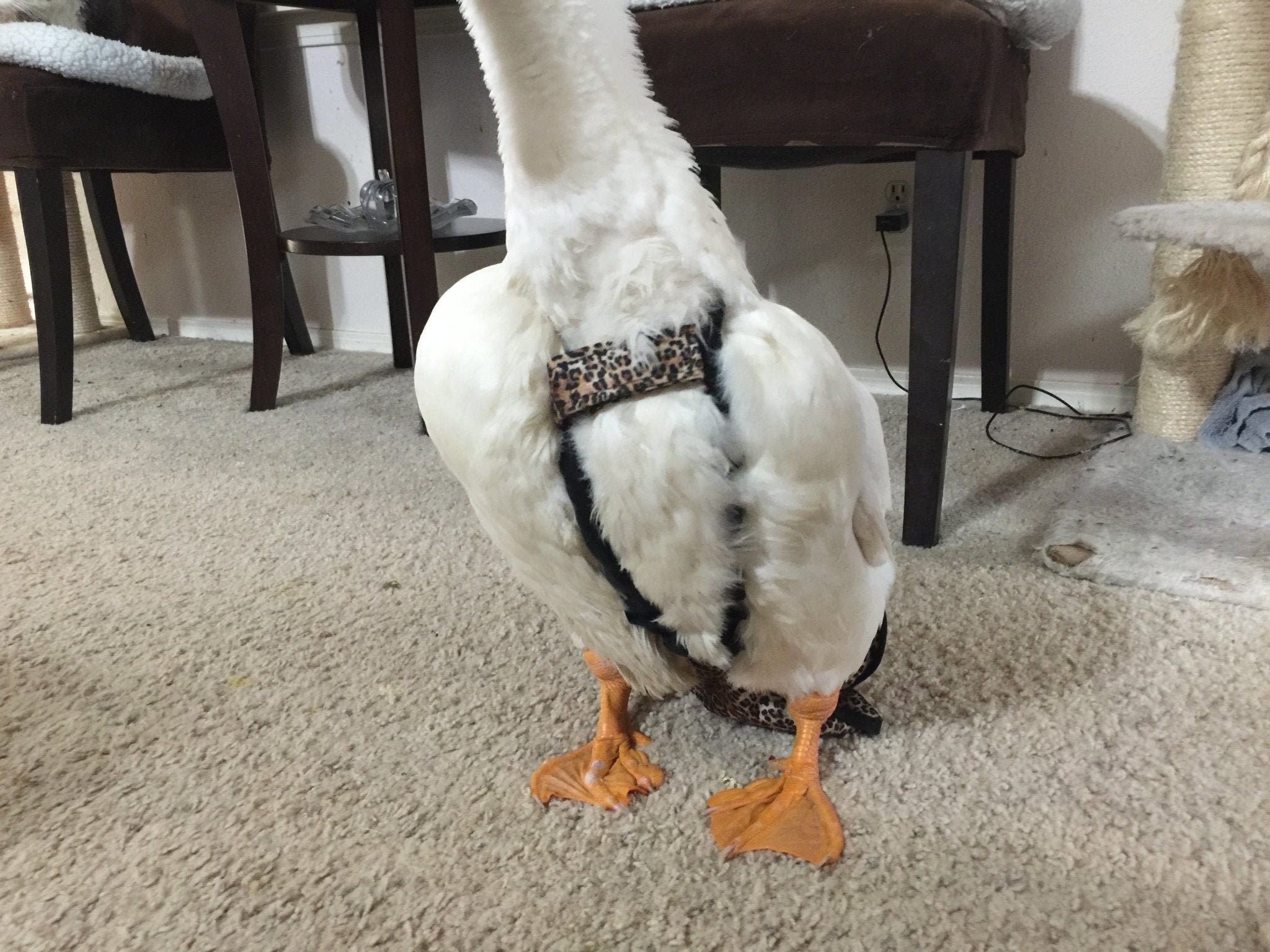 Hen Holster Duck Diaper Goose Diaper Removable Liners