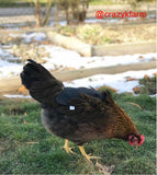 Chicken wearing a Hen Saver Apron/Saddle from Crazy K Farm: Protect your hens from roosters! #henapron #hensaddle #chicken