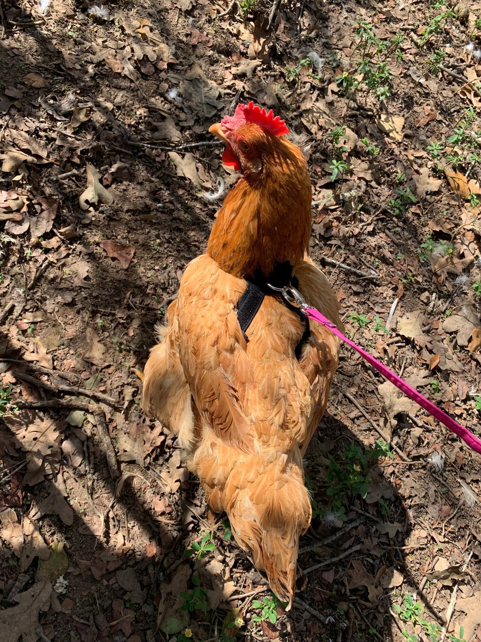 Hen Saver Chicken Harness (Chicken and Duck Harness without Diaper)