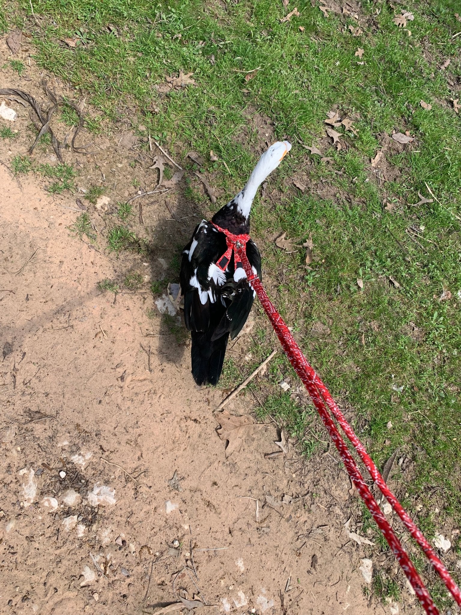 Hen Saver Chicken Harness (Chicken and Duck Harness without Diaper)