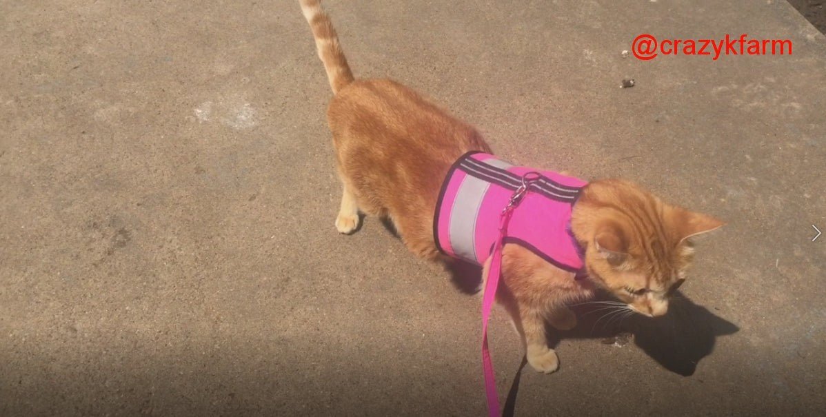 Holster Leash (Made in USA)