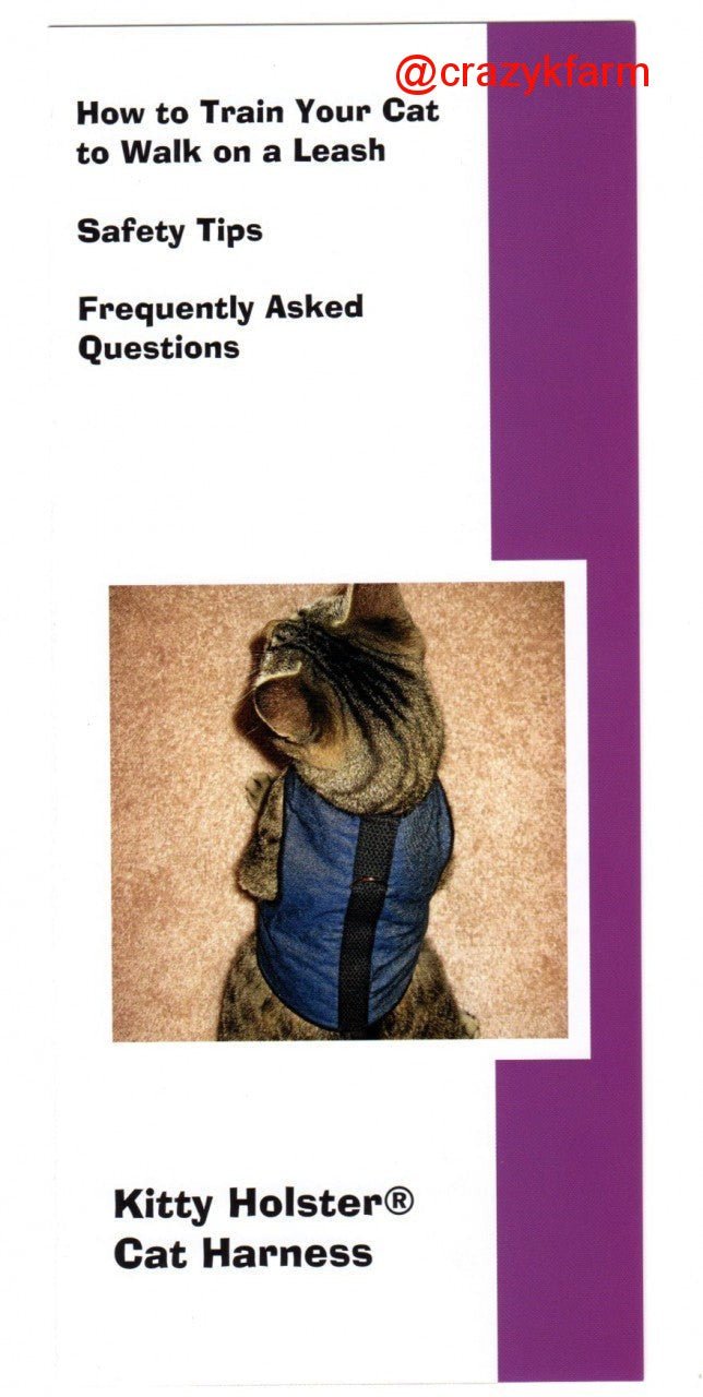 How To Train Your Cat to Walk on a Leash