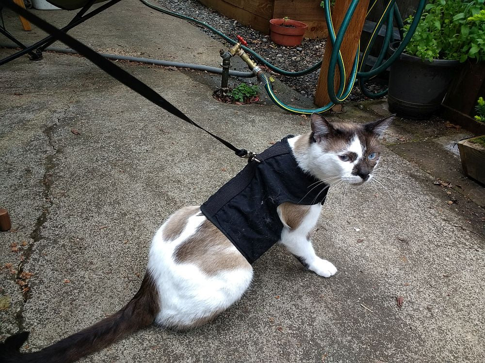 Siamese Cat in Kitty Holster Harness on Leash: Safely Walking Your Outdoor Cat. #catharness #catwalking #siamesecat #outdoorsafety