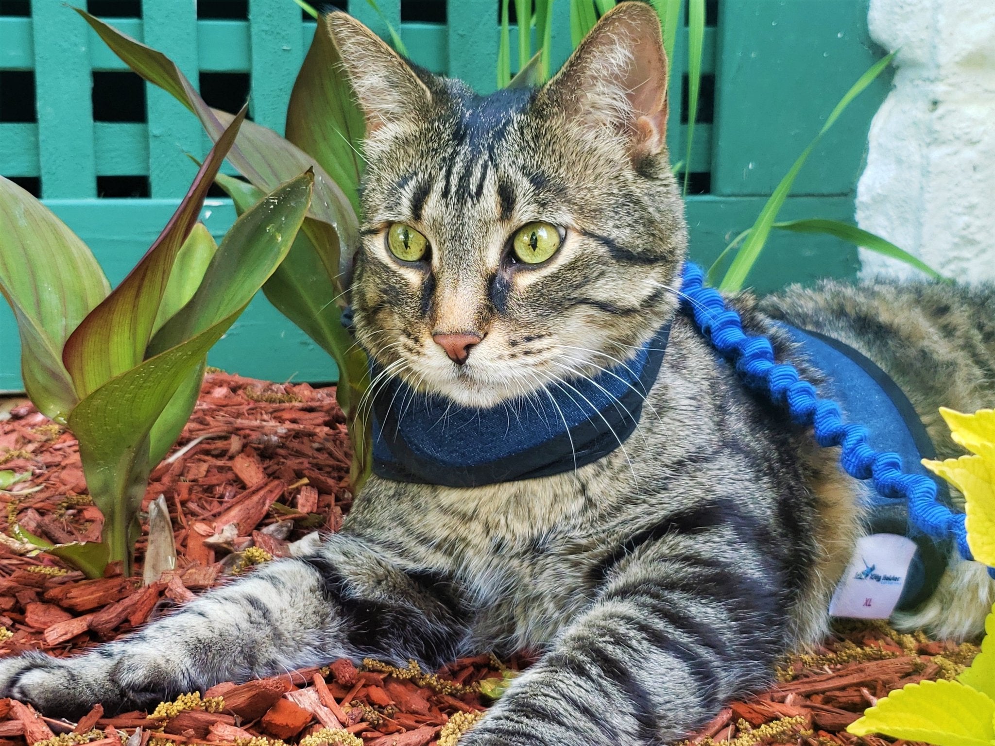 Kitty Holster Cat Harness (Made in USA)