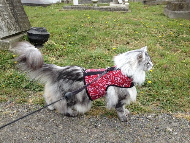 Kitty Holster Cat Harness (Made in USA)