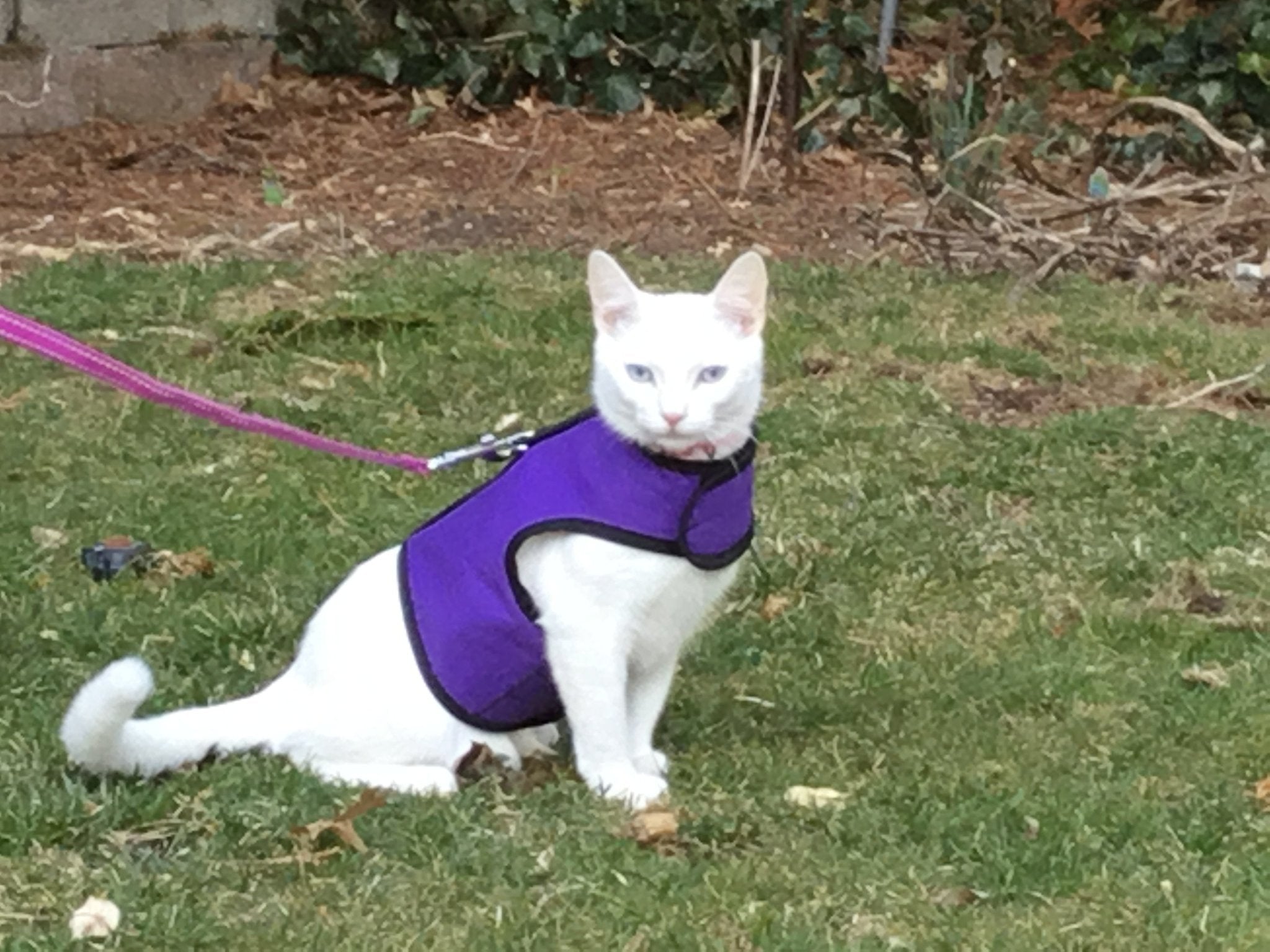 Kitty Holster Cat Harness (Made in USA)