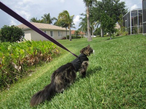 Kitty Holster Cat Harness (Made in USA)