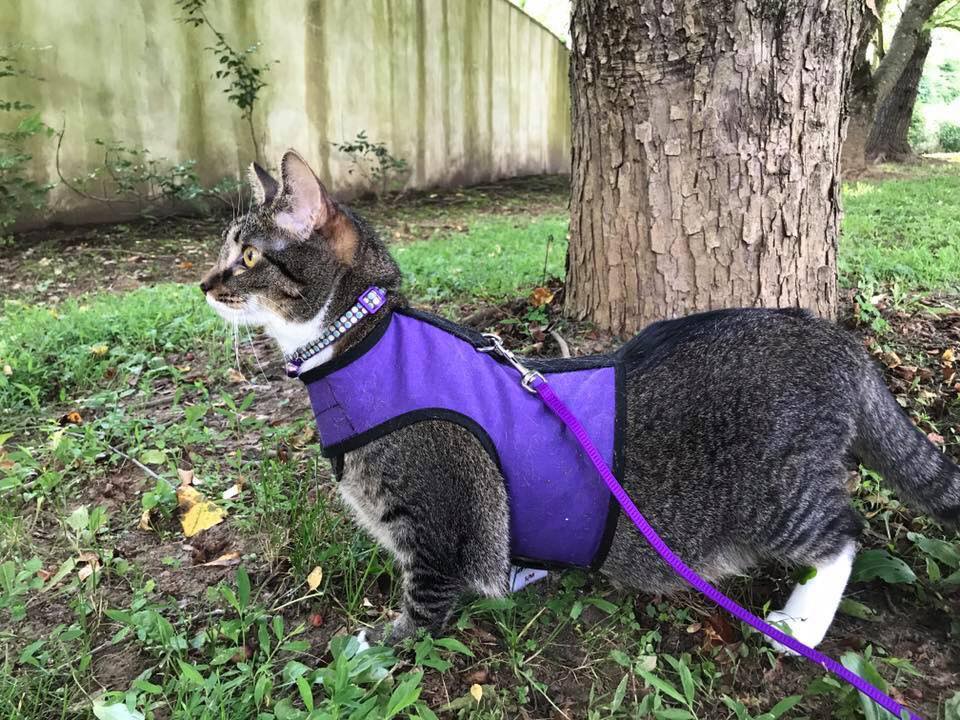 Kitty Holster Cat Harness (Made in USA)