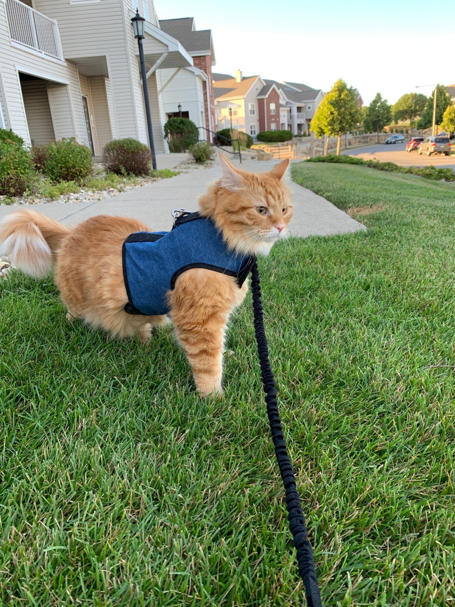 Kitty Holster Cat Harness (Made in USA)