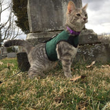 Kitty Holster Cat Harness (Made in USA) - cat harness