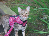 Kitty Holster Cat Harness (Made in USA) - cat harness