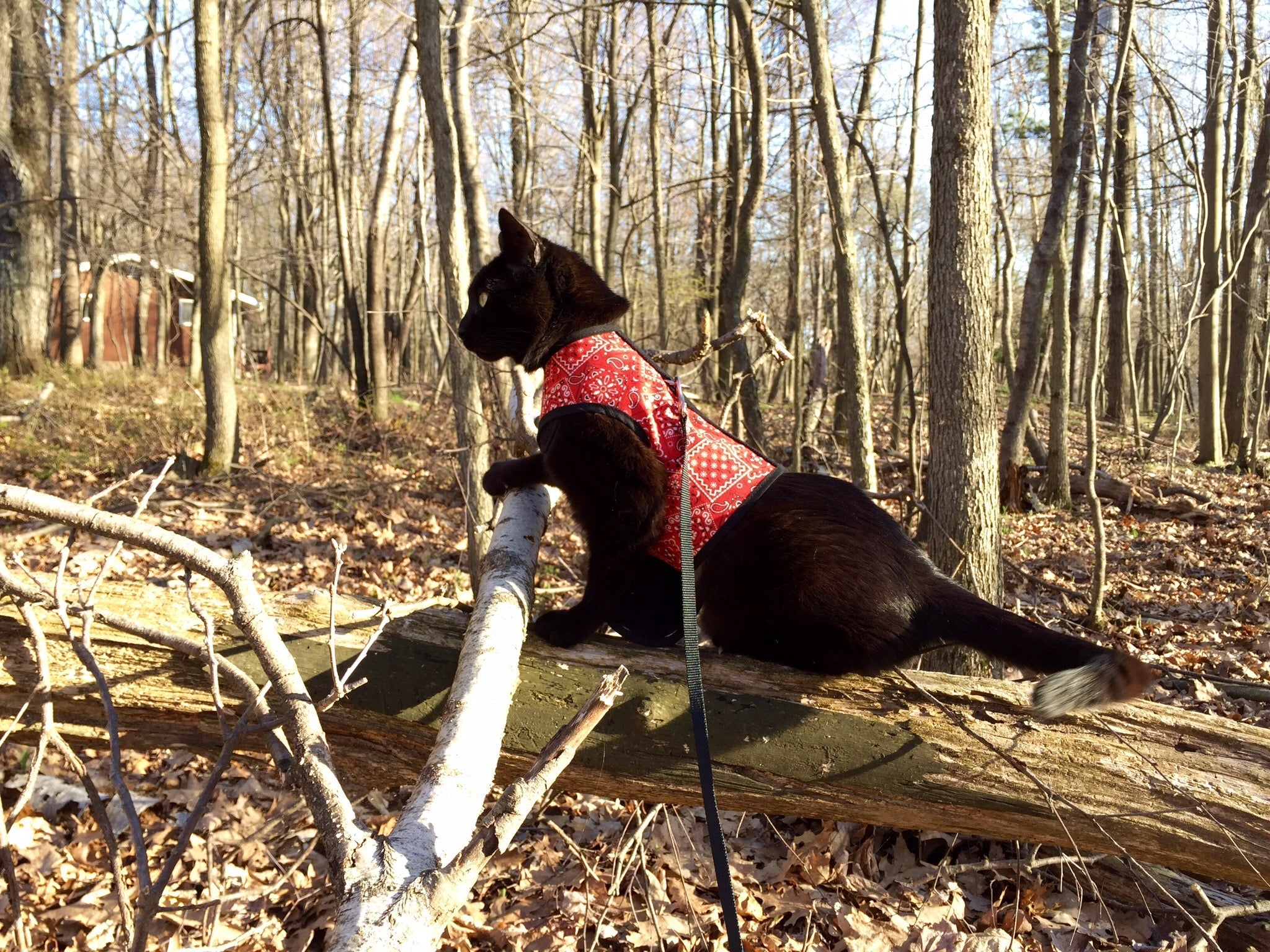 Kitty Holster Cat Harness (Made in USA)