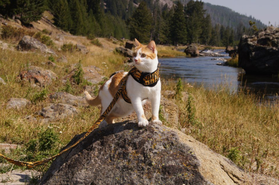 Kitty Holster Cat Harness (Made in USA)