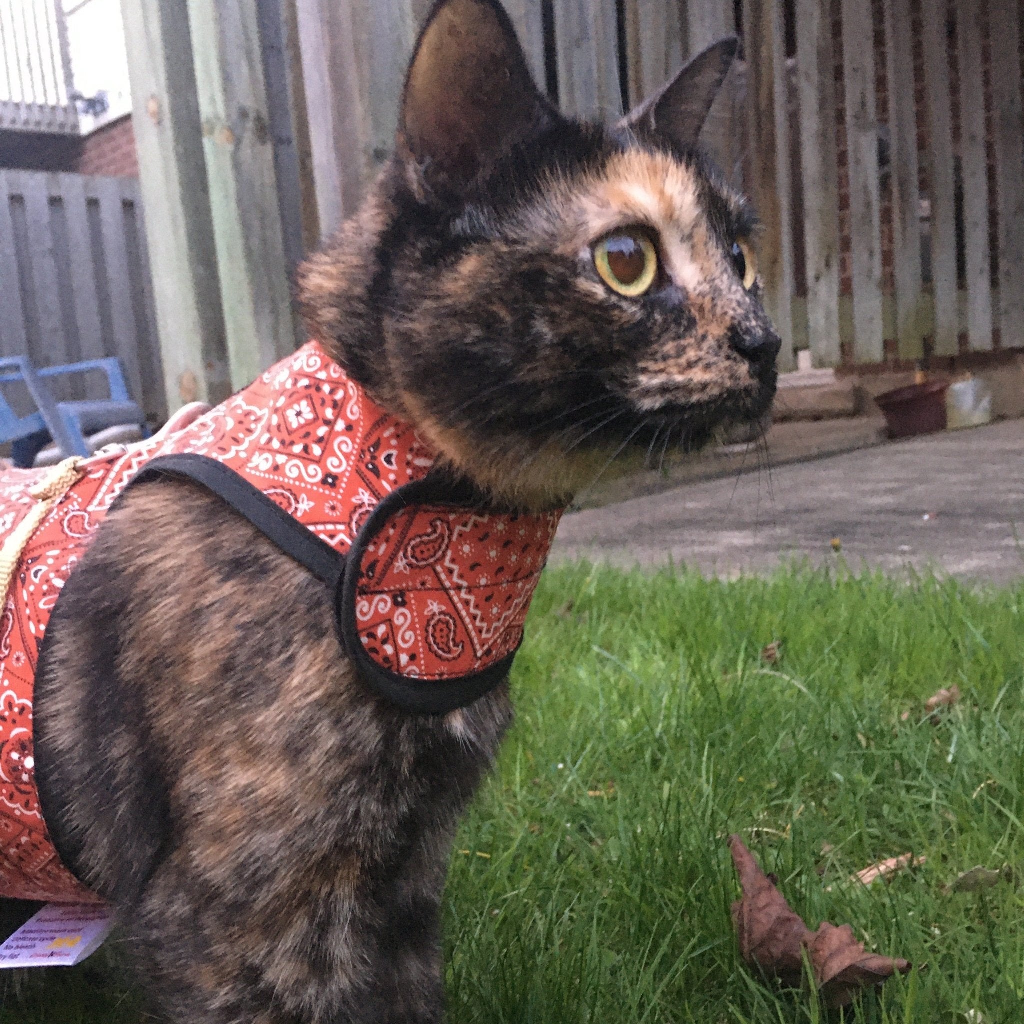 Kitty Holster Cat Harness (Made in USA)