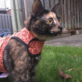 Kitty Holster Cat Harness (Made in USA) - cat harness