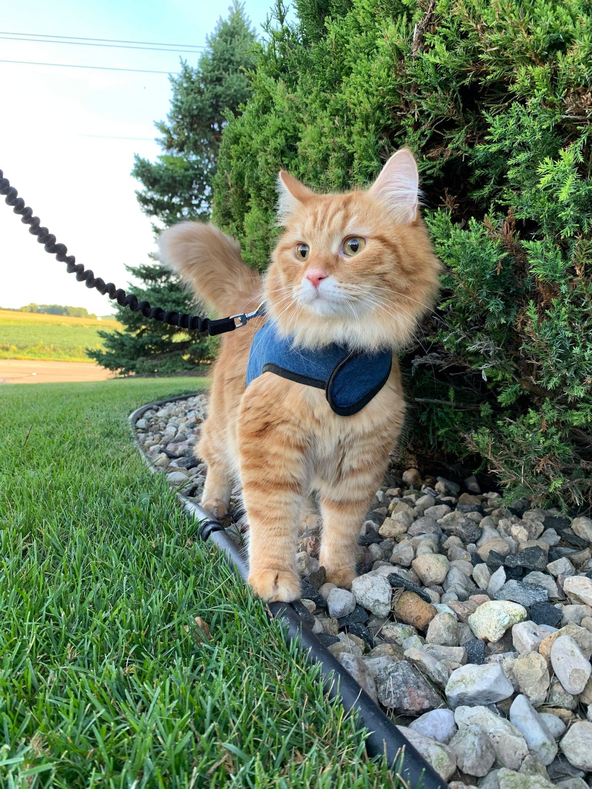 Kitty Holster Cat Harness (Made in USA)