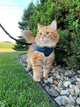 Kitty Holster Cat Harness (Made in USA)